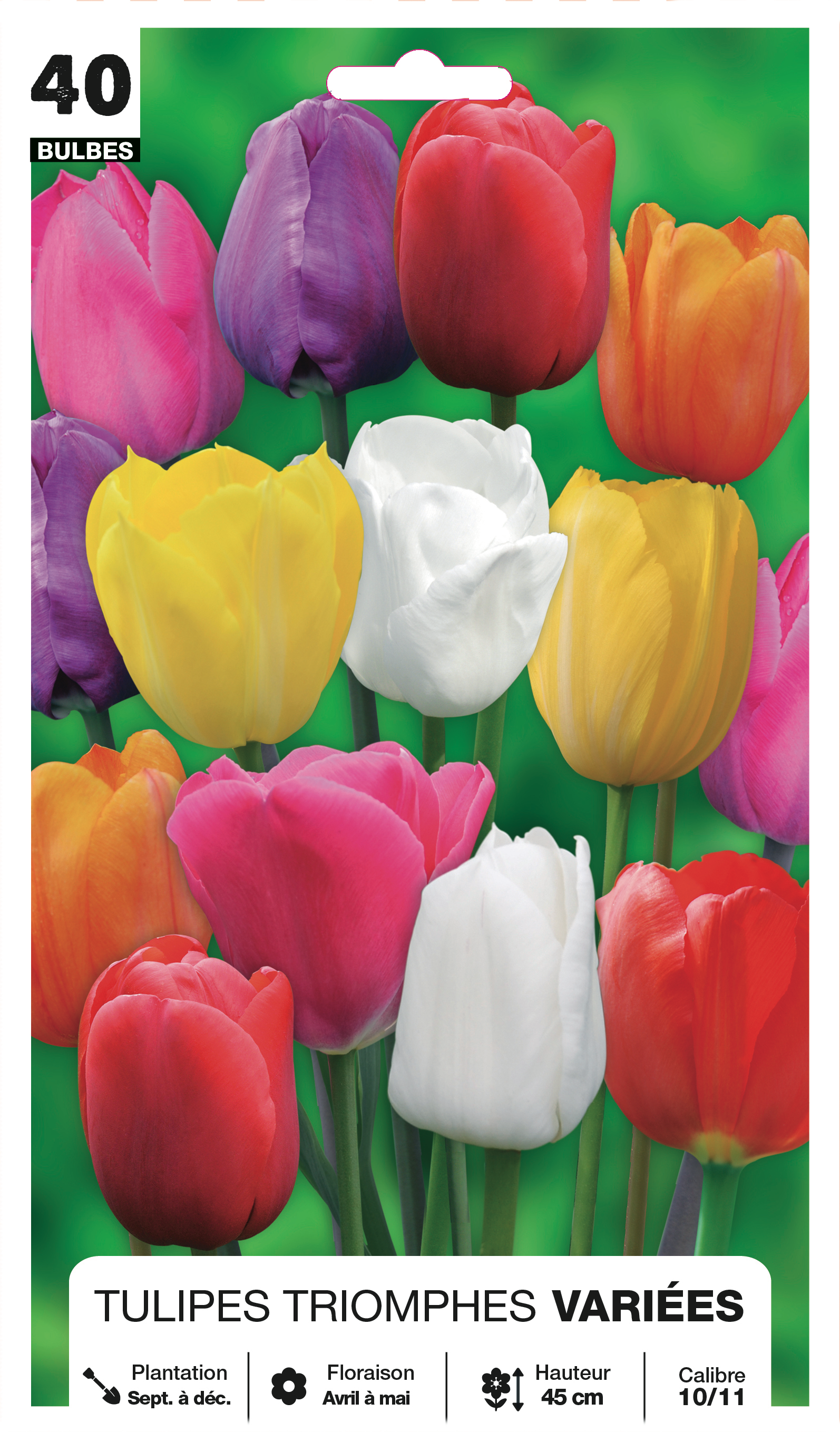 Tulipe Double Hâtive Verona Sunrise Bulbe Calibre 11+ (par 10) - Gamm Vert