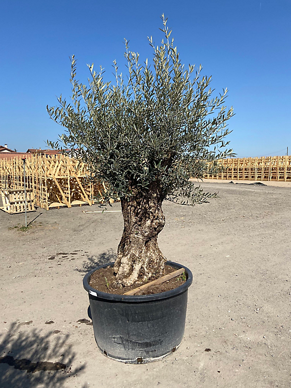 Olea europea - olivier - tronc 100/125