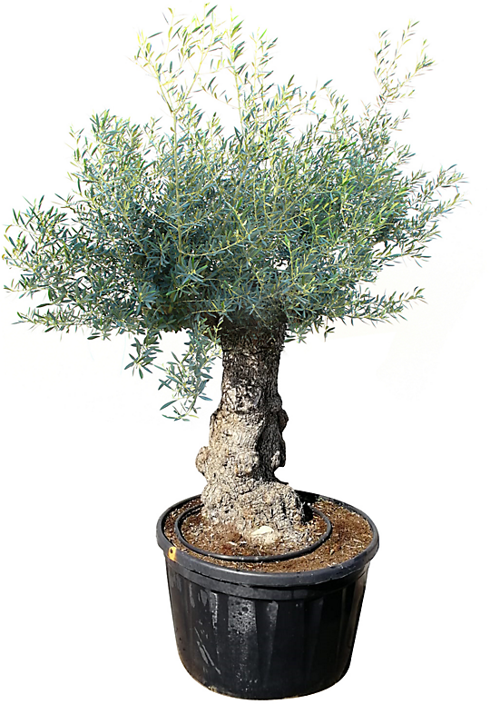Olea europea - olivier - tronc 60/80
