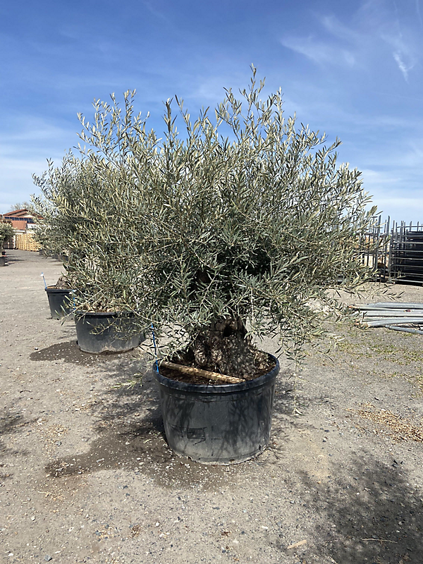 Olea europea - olivier - tronc 125/150
