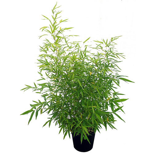 Phyllostachys aurea- Bambou doré