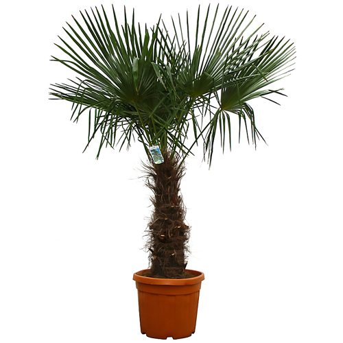 Chamaerops Excelsea - Palmier chanvre ou palmier de chine