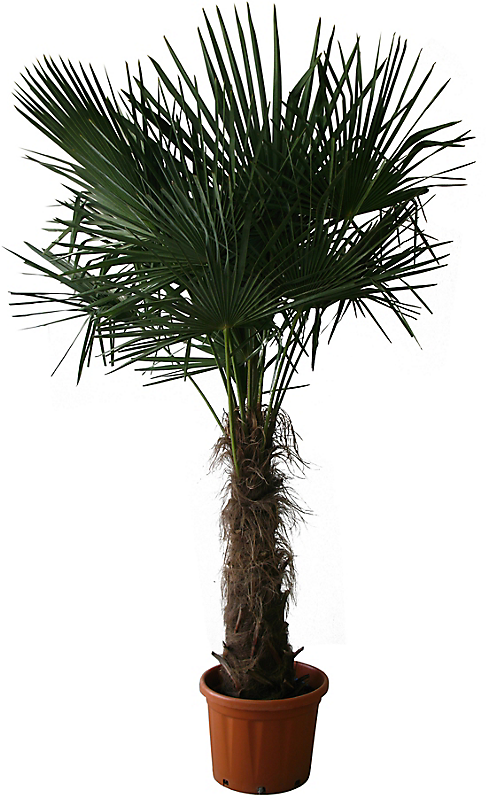 Chamaerops Excelsa - Palmier chanvre ou palmier de chine - tronc 80/100