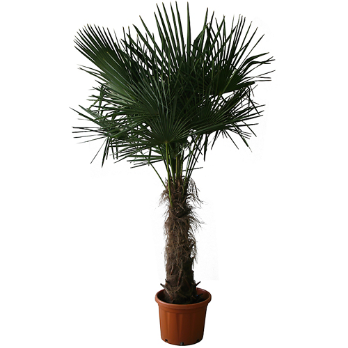 Chamaerops Excelsea - Palmier chanvre ou palmier de chine