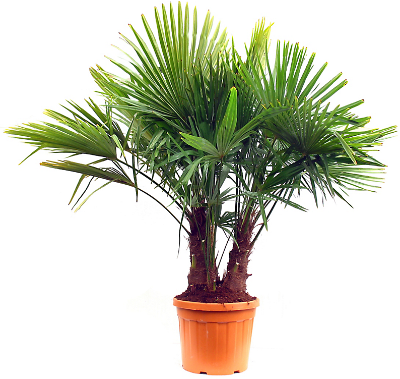 Chamaerops Excelsa - Palmier chanvre ou palmier de chine - multitroncs