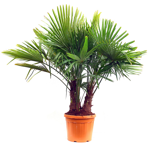 Chamaerops Excelsea - Palmier chanvre ou palmier de chine - Multitroncs