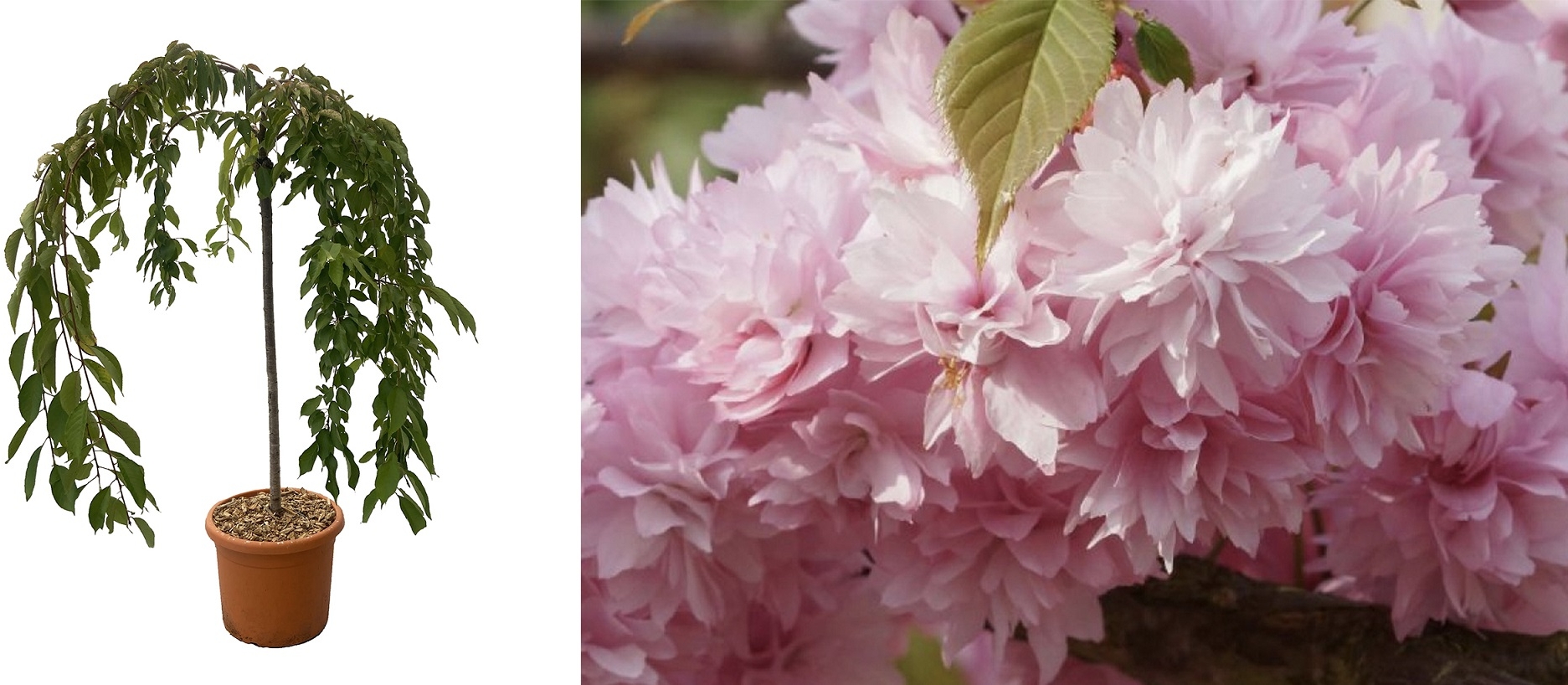 LOT DE 2 Cerisier à fleurs du Japon pourpre Royal Burgundy - Prunus Royal Burgundy  C22L - Pot 33cm Déco 1/2 Tige 6/8