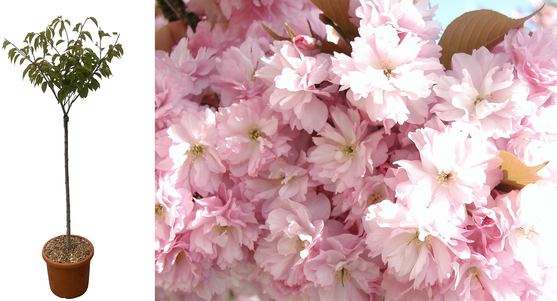 LOT DE 2 Cerisier à fleurs du Japon Kanzan-  Prunus Serrulata Kanzan  C22L - Pot 33cm Déco 1/2 Tige 6/8