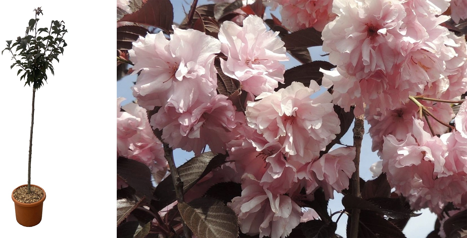 LOT DE 2 Cerisier à fleurs du Japon Kanzan - Prunus Serrulata Kanzan  C22L - Pot 33cm Déco 1/2 Tige 6/8