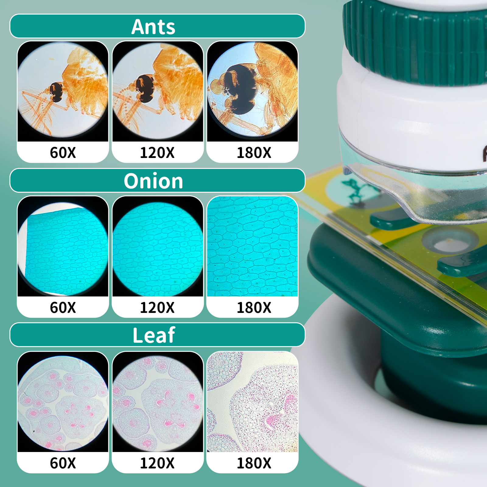 Microscope Enfant 50X-250X – 2 En 1 (poche Et Table) Avec LED – Kit Complet Pour Exploration Scientifique