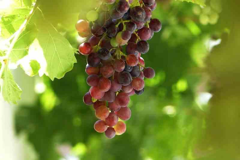 Vigne à raisin rouge sans pépins (Vitis Vanessa) Pot de 2 litres - 50/ ...