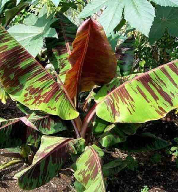 Bananier Musa Sikkimensis Cv Red Tiger manipour Pot De 6 Litres 80 