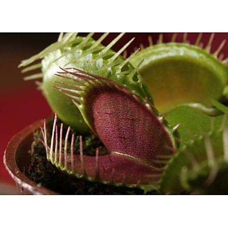 10 graines Dionaea muscipula, Dionée attrape-mouche