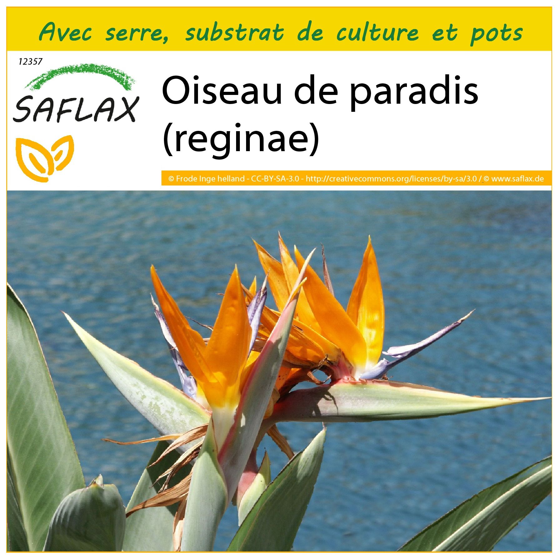 Oiseau De Paradis (Strelitzia Reginae) | Semences Du Monde