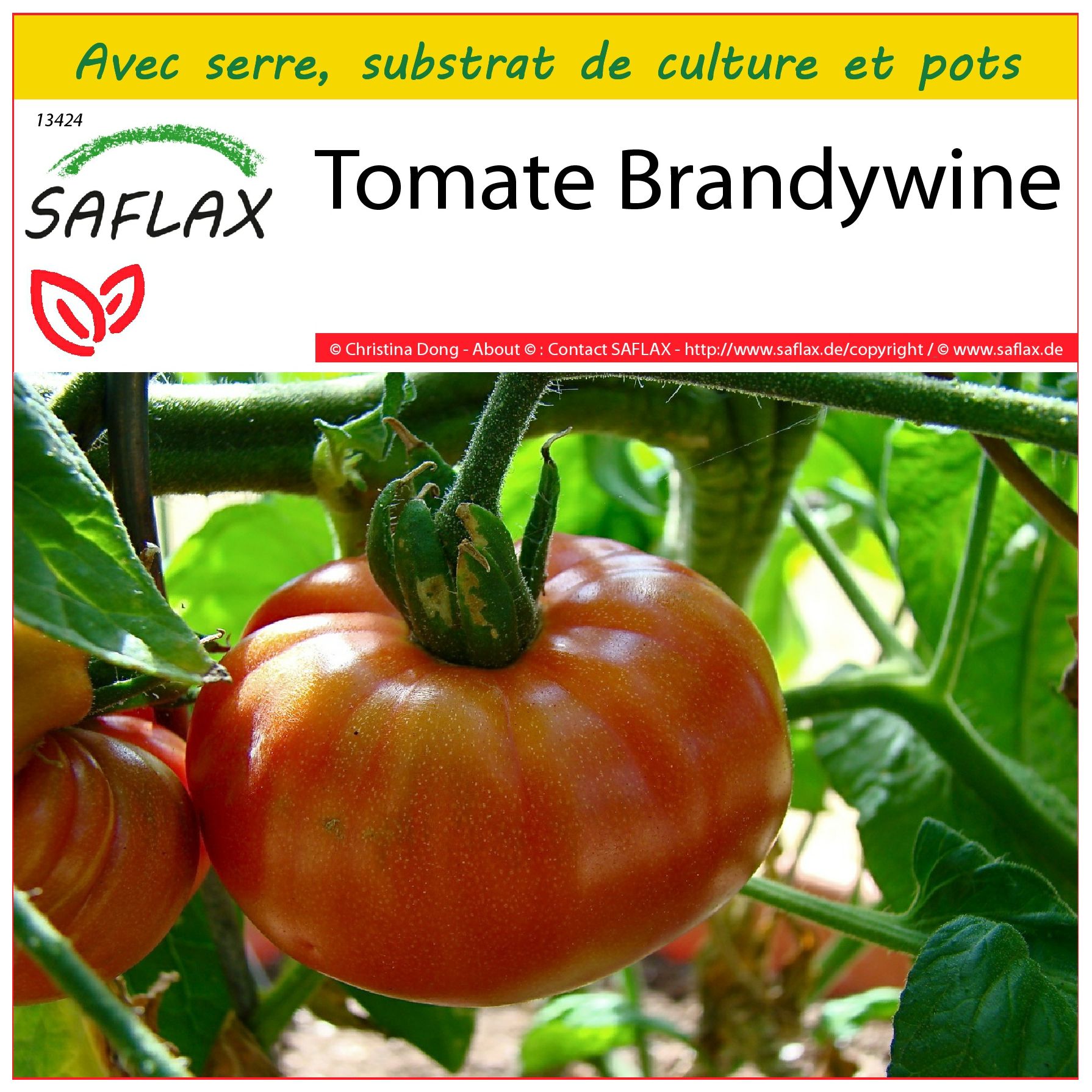 Prix Plant De Tomate Leclerc