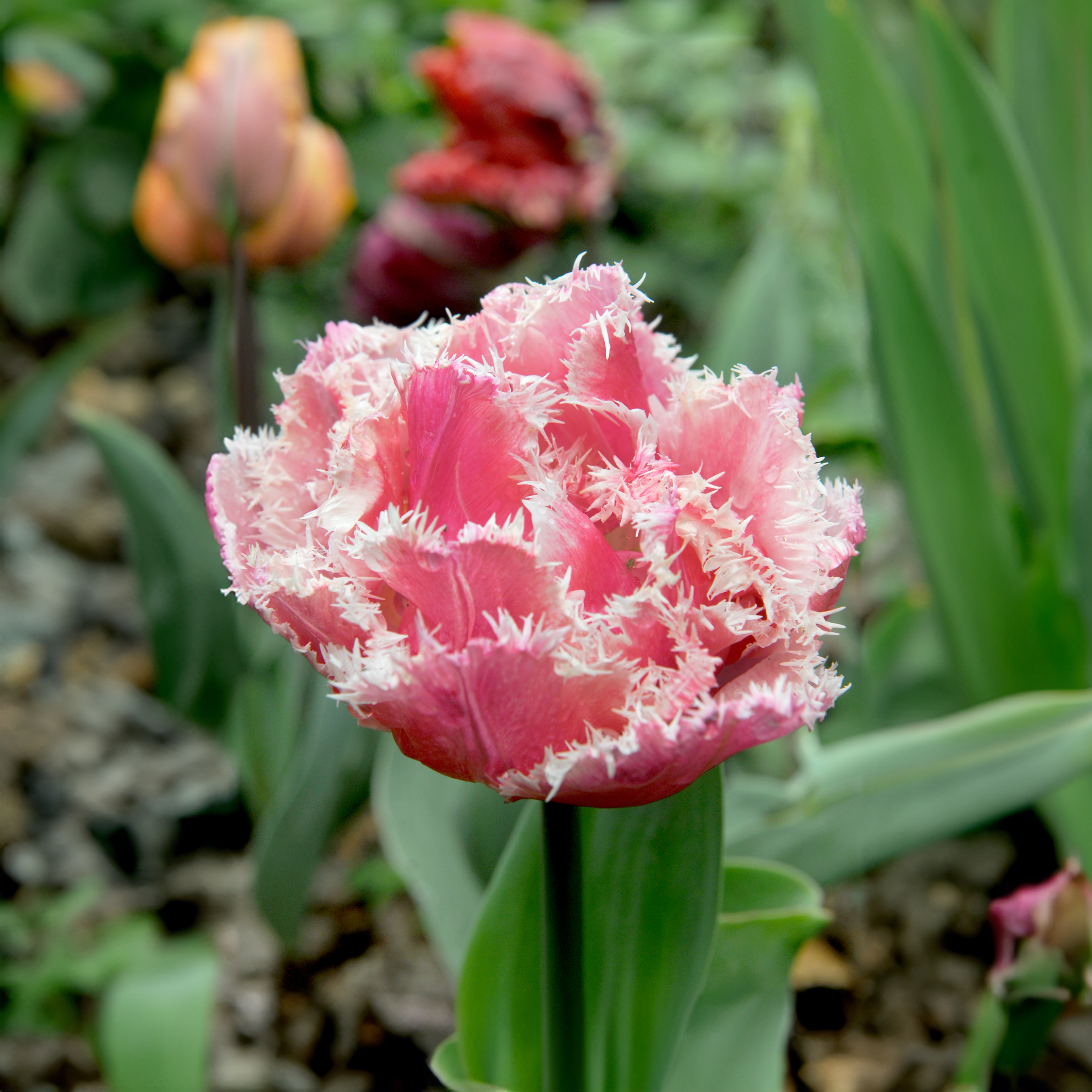 Bulbes De Tulipe Rouge - Lot De 10 - Calibre 10/11 - Fleur Printanière Pour Jardin Et Massifs