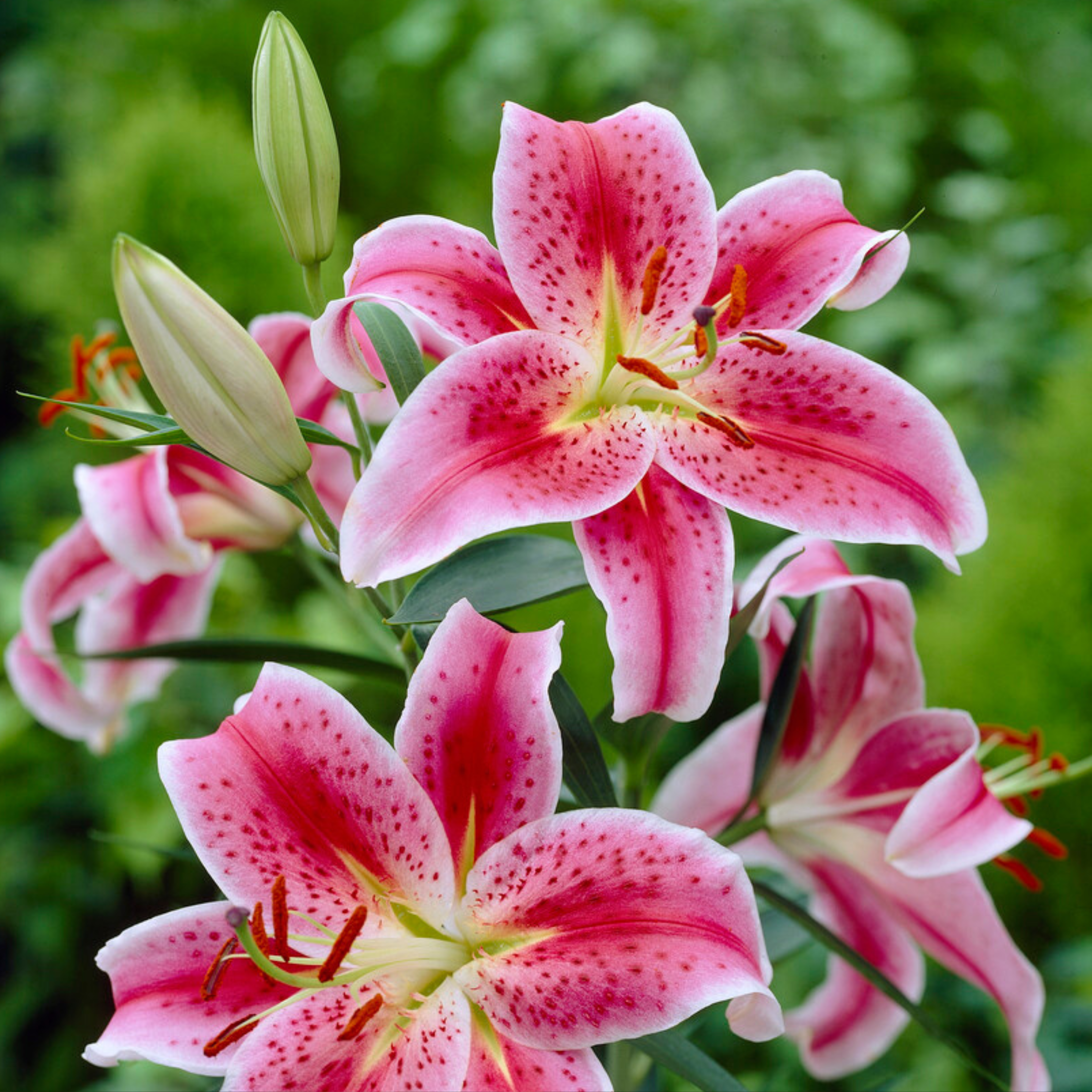 Bulbes De Lys Rustiques - Lot De 6 Rhizomes De Lilium - Faciles à Planter Au Jardin - Résistants Au Froid (jusqu'à -40°C) - 11