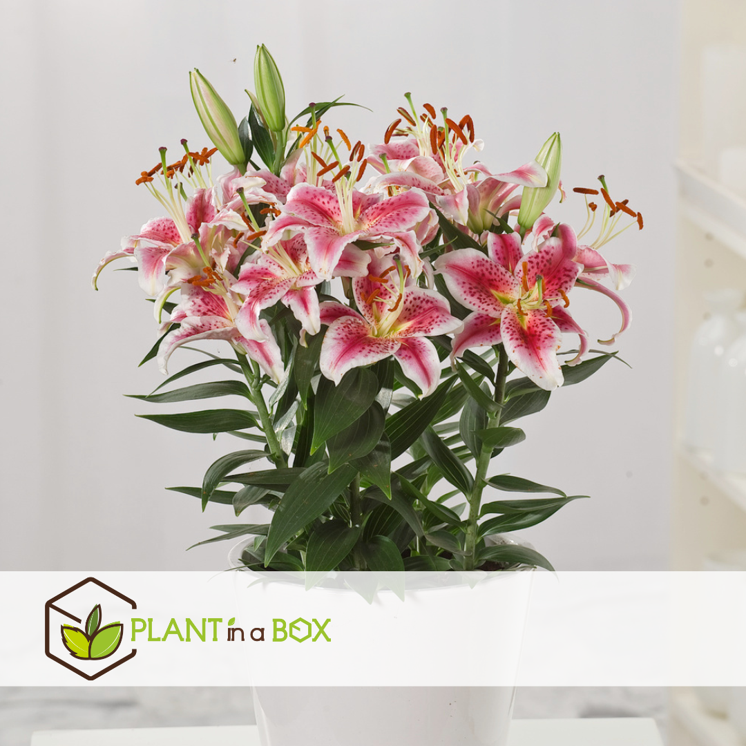 Bulbes De Lys Rustiques - Lot De 6 Rhizomes De Lilium - Faciles à Planter Au Jardin - Résistants Au Froid (jusqu'à -40°C) - 7