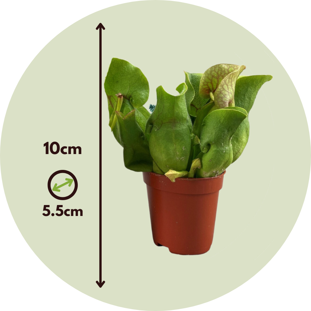 Lot De 3 Plantes Carnivores Dionaea Muscipula | Piège à Mouches De Vénus - Pot 5.5cm Hauteur 5-10cm