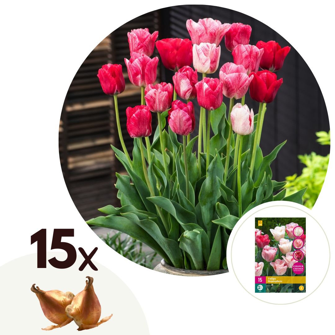 10 Bulbes De Tulipe ‘Helmar’ – Circonférence 11/12 Cm – Fleur Jaune Crème à Reflets Roses – Hauteur 35–45 Cm – Floraison Avril-mai – Producteur Néerlandais