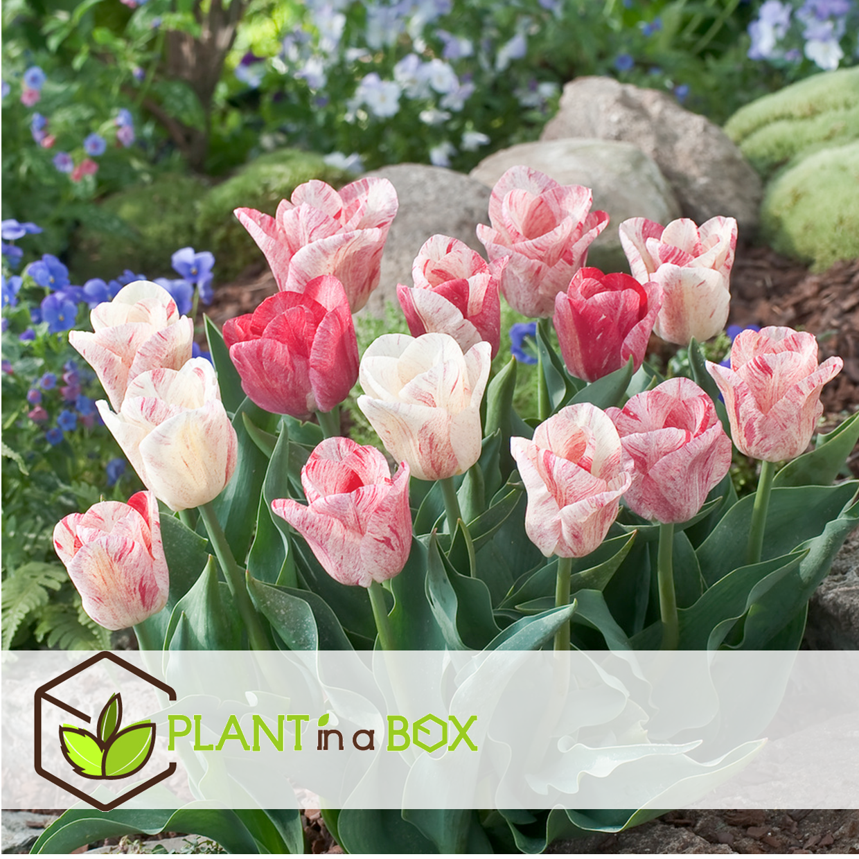 4 Bulbes De Jacinthes (Hyacinthus) En Mélange | Circonférence 16/17cm | Bulbes Provenant Des Meilleurs Producteurs Néerlandais | Sélection Exclusive Et Contrôle Qualité | Floraison Garantie