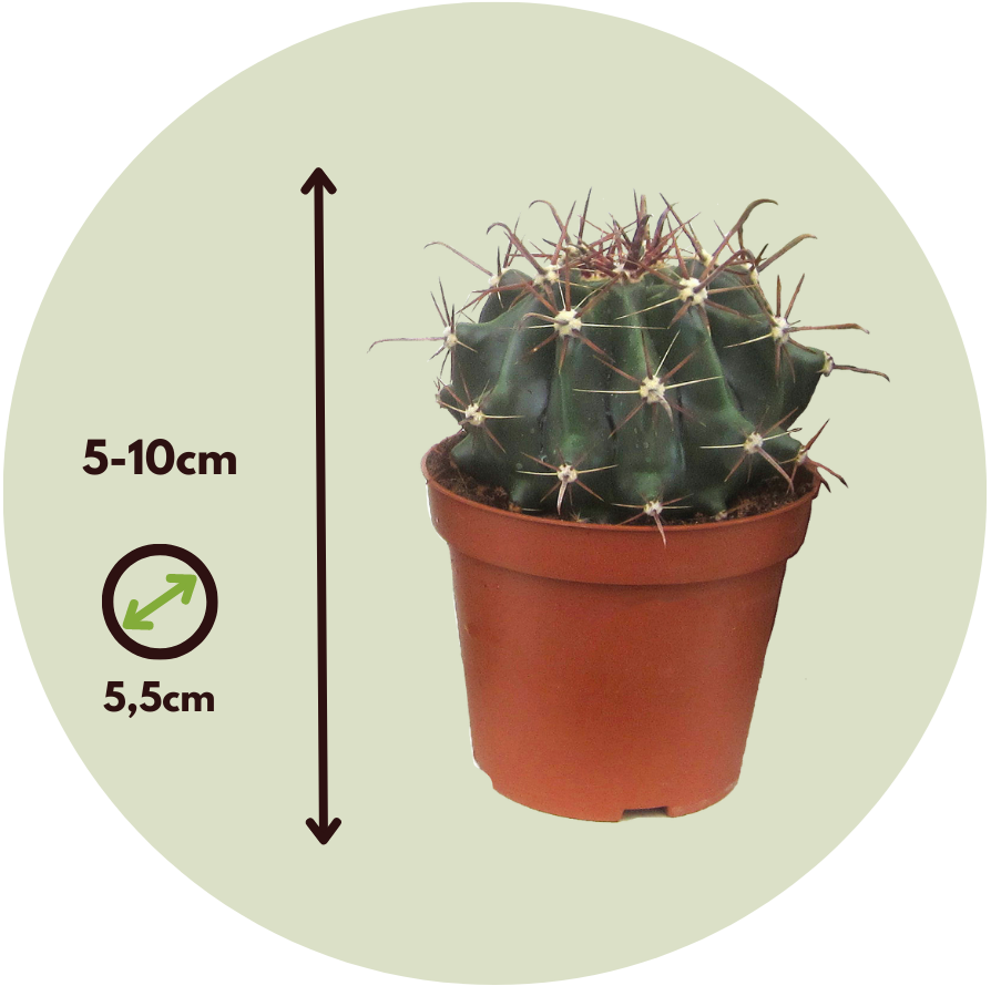 cactus talking toy Talking Cactus Toy, Dancing Cactus Baby Toy With Lighting, Singing Mim   ktclubs.com