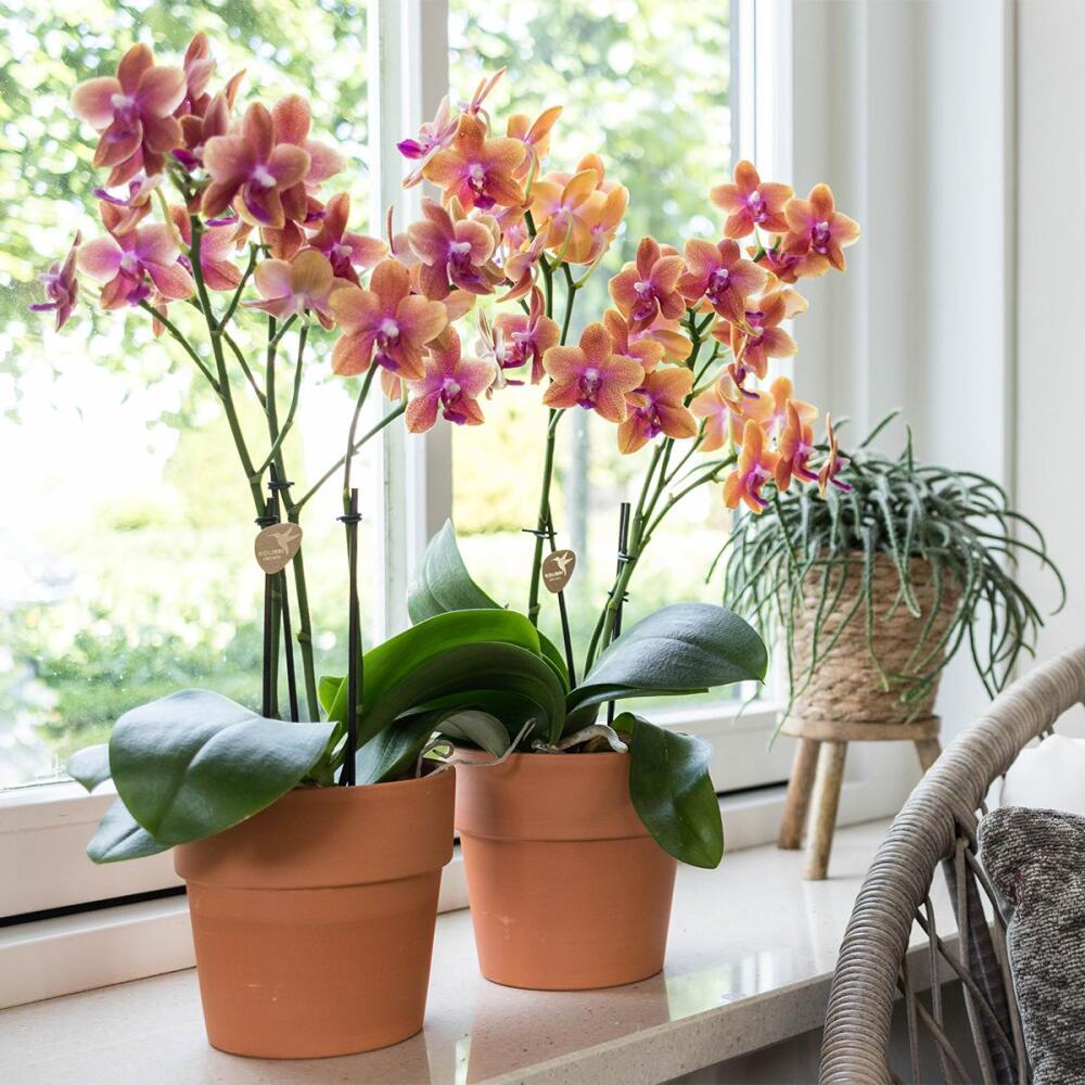 Pot à Orchidées En Céramique Avec Soucoupe - Pot Émaillé Avec Trous, Drainage, Pour Plantes D'Intérieur - 9
