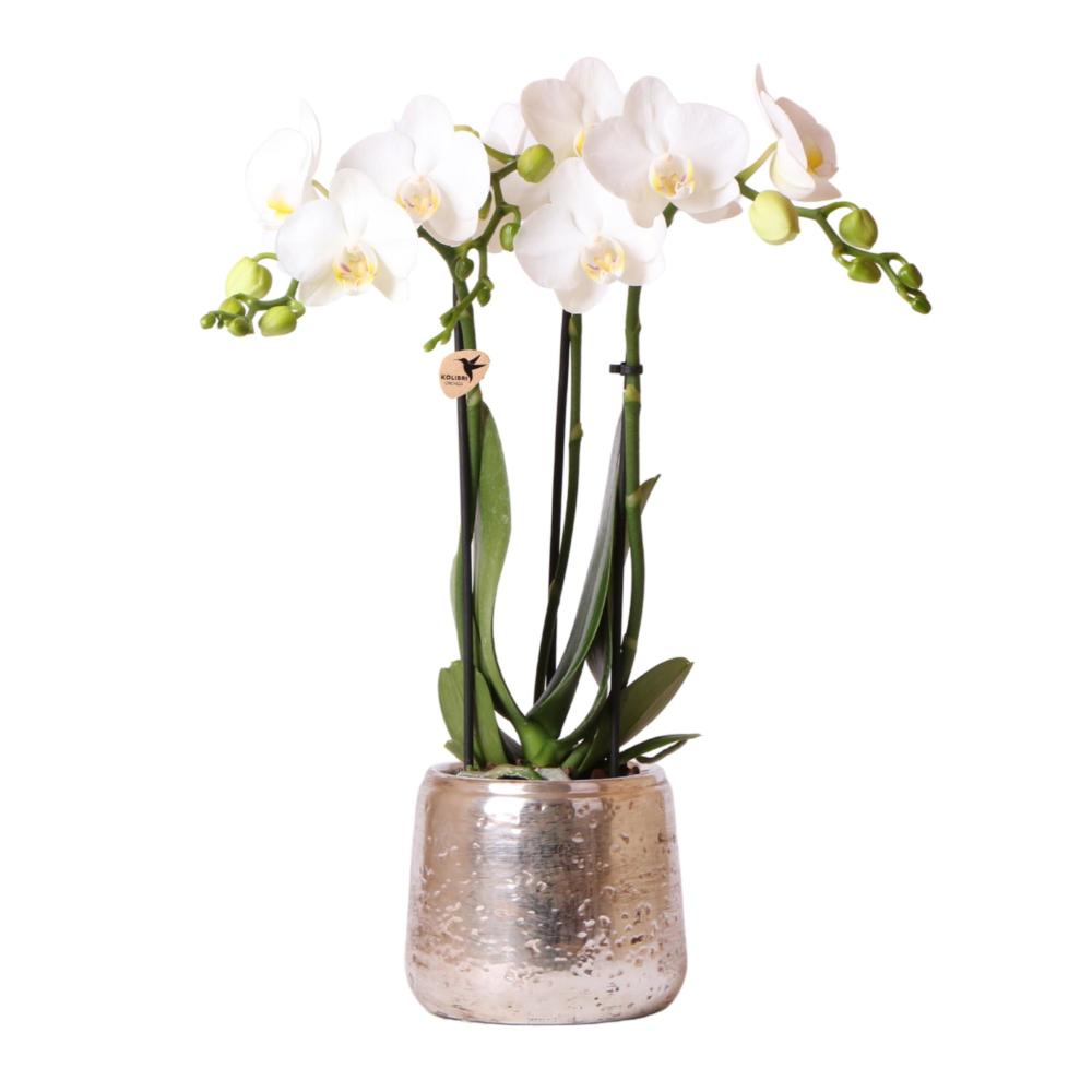 Pot Décoratif Jaune Pastel Pour Orchidées – 13 Cm – Design Moderne, Céramique, Pour Plantes D'Intérieur