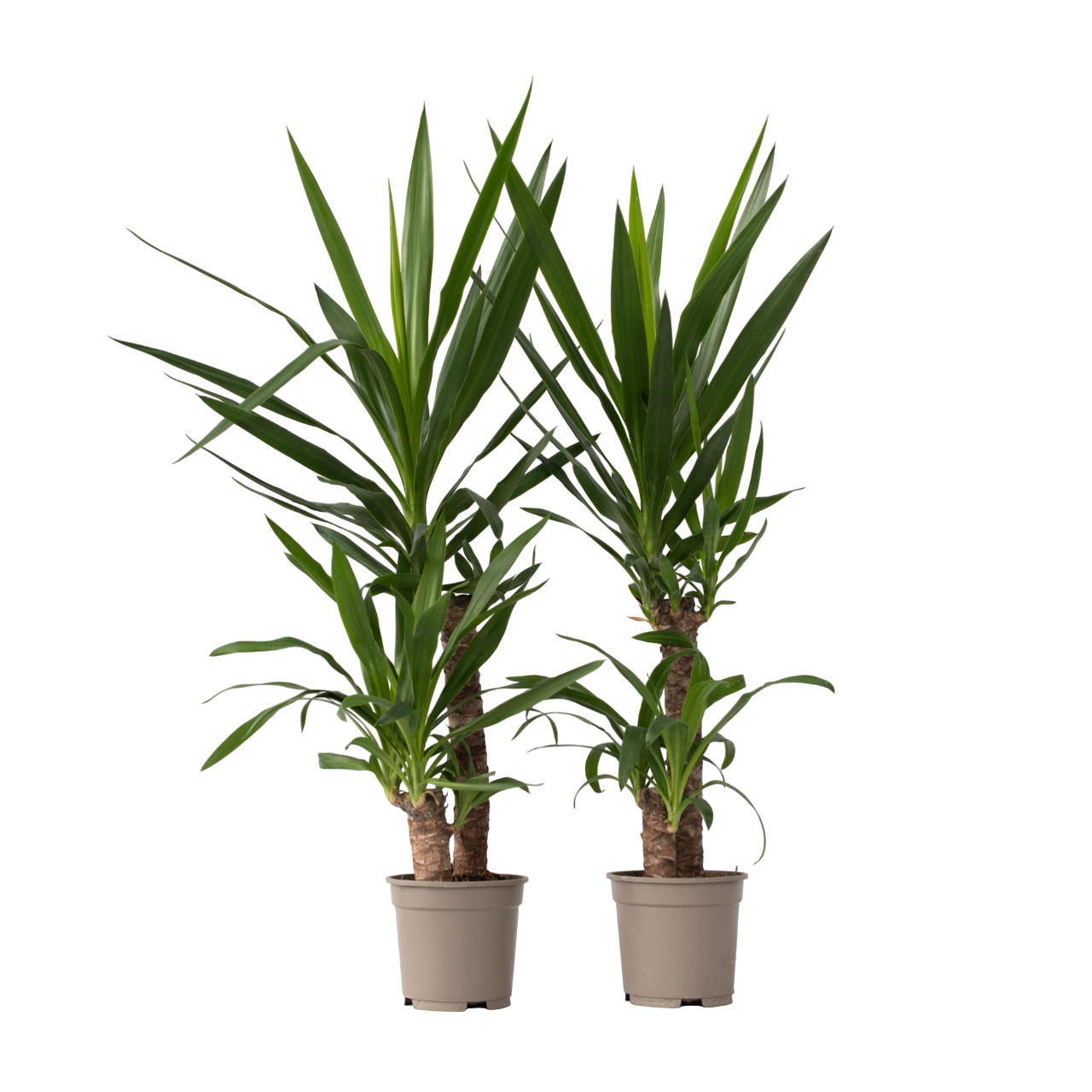 Yucca Elephantipes 75-85cm - Plante D'intérieur Purificatrice D'air - Facile D'entretien