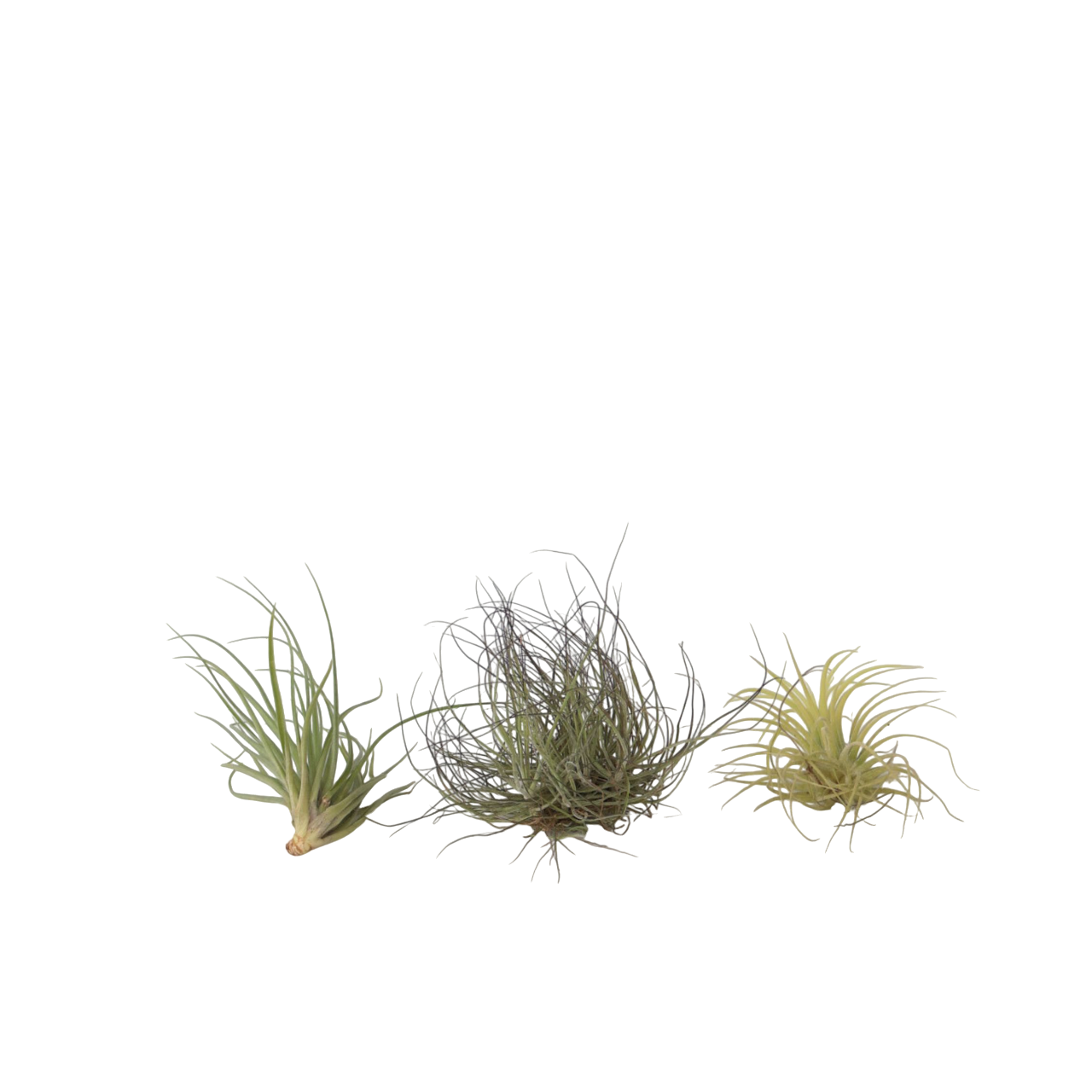 Lot De 3 Plantes Aériennes Tillandsia Sur Coquilles D'Oursin Violet - Décoration Naturelle Sans Terreau - Idée Cadeau Original