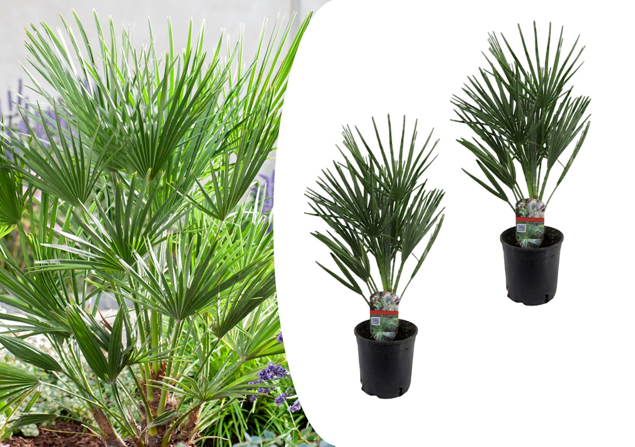 Mélange pour palmiers d'extérieur - Mélange de 3 - Pot 15cm - Hauteur  50-70cm