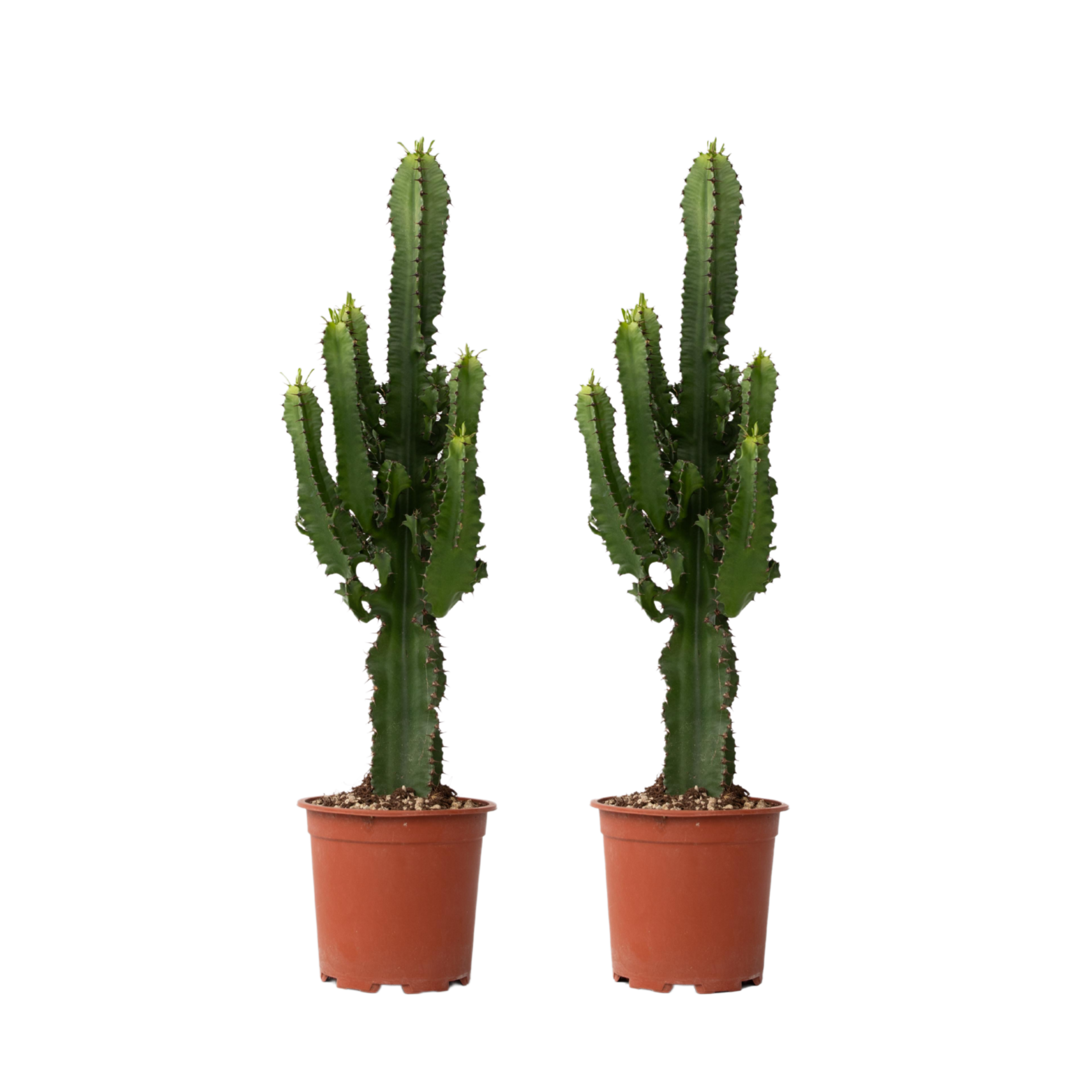 calathea gießen Easyplant Jar mit Calathea makoyana – Einmal gießen, ewig freuen! 💧🌿 - main image 0