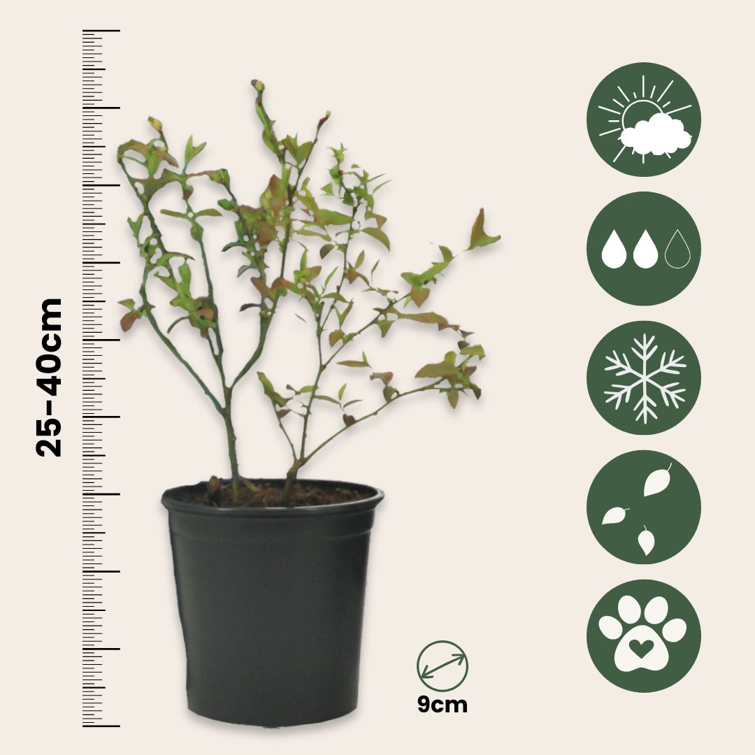 Myrtille 'Goldtraube' (Vaccinium Corymbosum) - Plante Fruitière Rustique, Pot ⌀14 Cm, Hauteur 60-70 Cm
