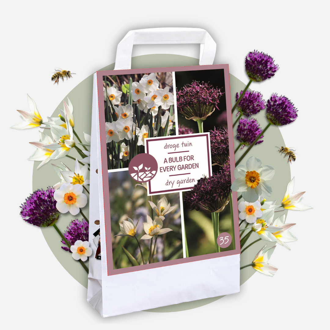 Coffret De 35 Bulbes Pour Jardin Sec - Mélange Tulipes, Narcisses, Alliums - Facile Et Vivace