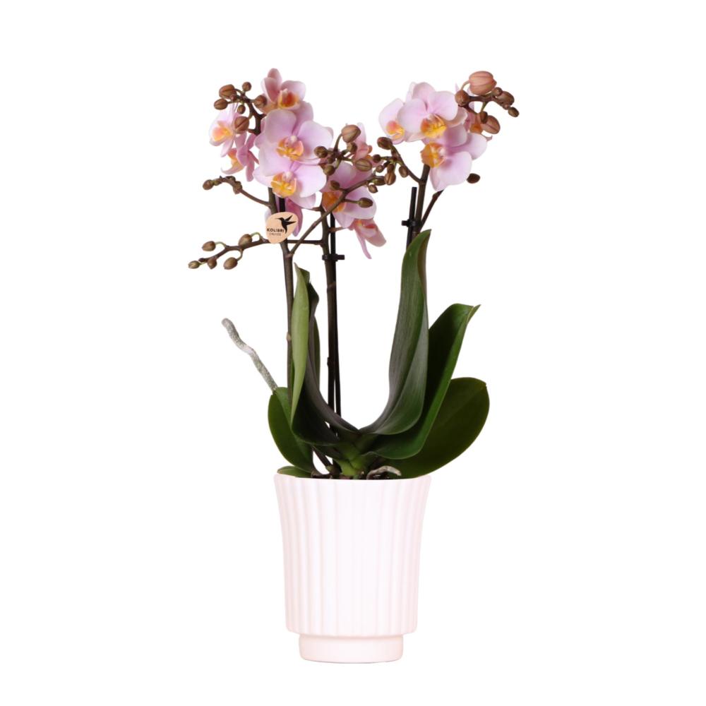 Kolibri Orchids | Orchidée Phalaenopsis rose lilas - Salvador - taill