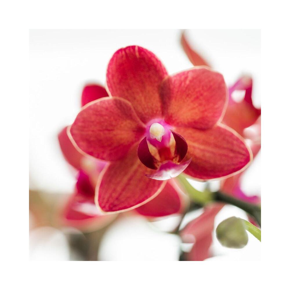 Orchidée Phalaenopsis 'Spain' Jaune Et Rouge - 2-3 Branches Fleurissantes, Pot Bee Élégant, Plante D'Intérieur Fraîche Du Producteur Kolibri
