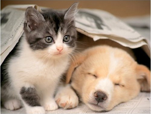 Puzzle N 500 p - Réveille-toi