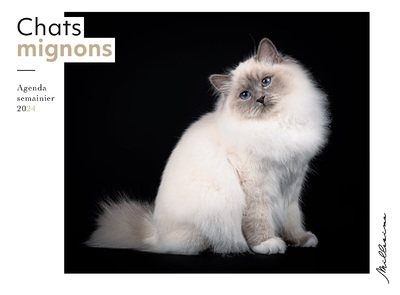 Semainier 2024 - Chats mignons (Broché)